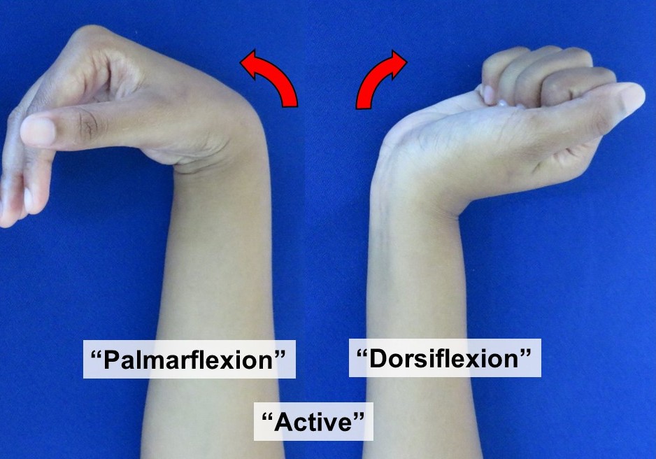 Pronation/Supination Wrist Exercise Wheel