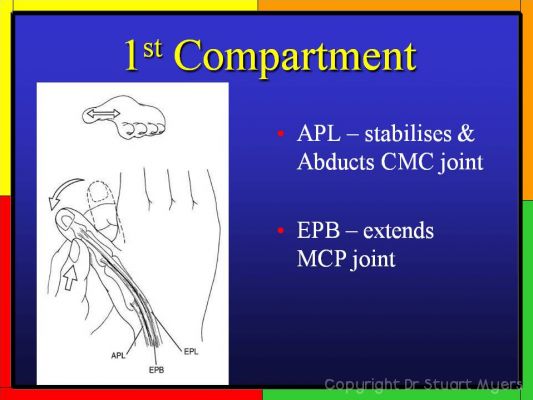 Extensor Tendon Anatomy at Wrist