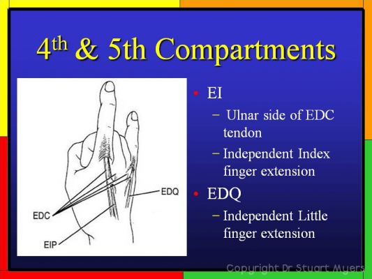 Extensor Tendon Anatomy at Wrist