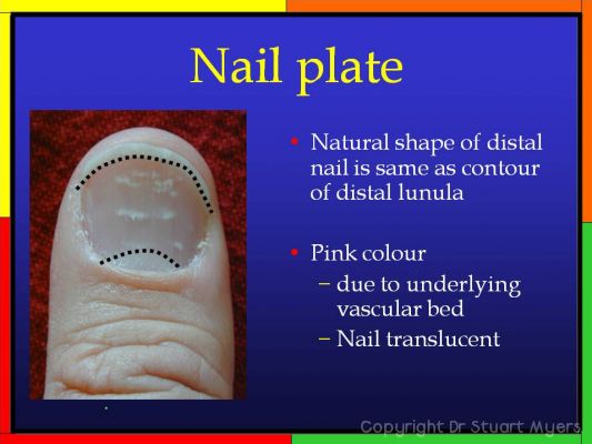 Fingernail Anatomy