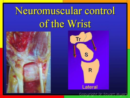 Wrist Proprioception